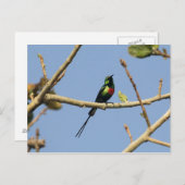 Mooie zonnevogel briefkaart (Voorkant / Achterkant)