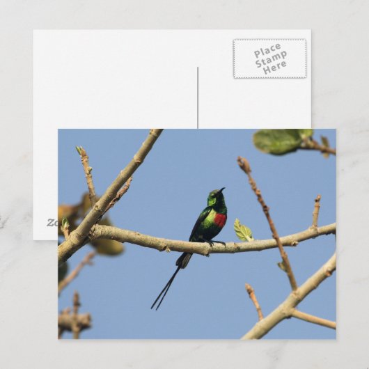 Mooie zonnevogel briefkaart (Voorkant / Achterkant)