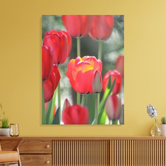 Mooie zonovergoten rode tulp canvas print (Insitu (Woonkamer))