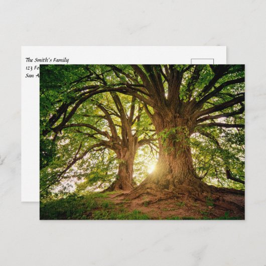 Mooie zonsondergang in het bos briefkaart (Voorkant / Achterkant)