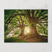 Mooie zonsondergang in het bos briefkaart (Voorkant)