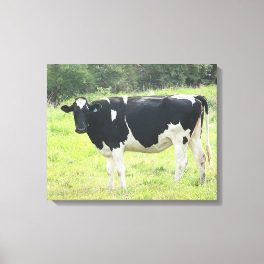 Mooie Zuivelkoe Foto Muur Canvas Kunst (Voorkant)