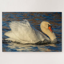 Mooie zwaan en blauw water