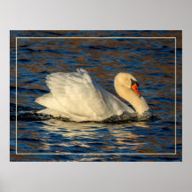 Mooie zwaan en blauw water