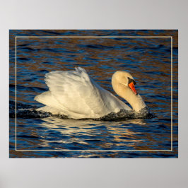 Mooie zwaan en blauw water poster