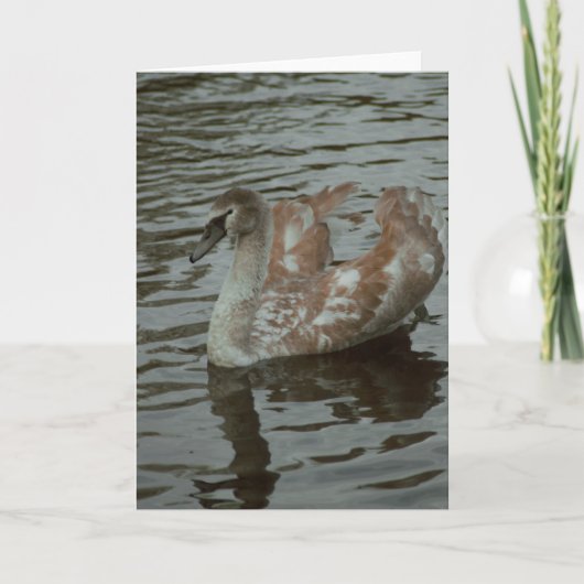 Mooie zwaan fotografie blanco kaart (Voorkant)