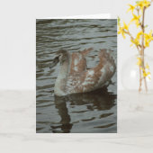 Mooie zwaan fotografie blanco kaart (Gele Bloem)