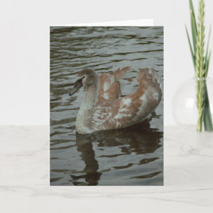 Mooie zwaan fotografie blanco kaart