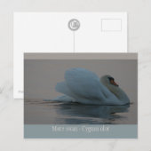 Mooie zwaan in het avondlicht CC0755 Briefkaart (Voorkant / Achterkant)