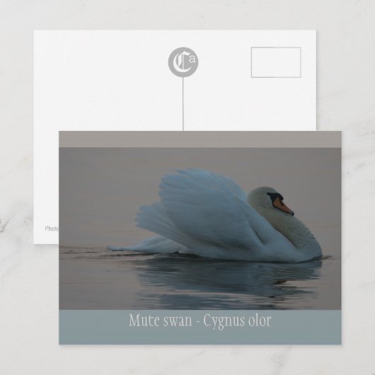 Mooie zwaan in het avondlicht CC0755 Briefkaart (Voorkant / Achterkant)