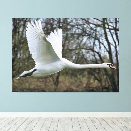 Mooie zwaan in vlucht verpakt canvas (Insitu (Houten vloer))