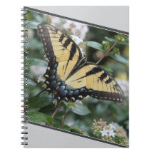 Mooie zwaluwstaart vlinder foto -