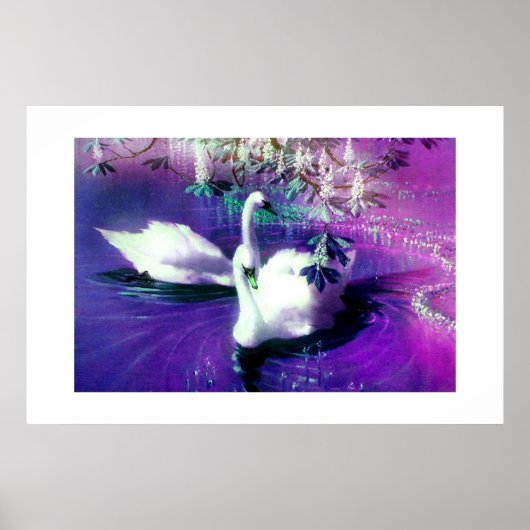 Mooie zwanen poster (Voorkant)