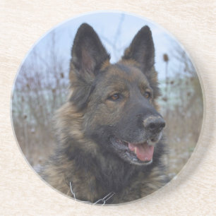 mooie zwart en bruine Duitse herdershond puppy Zandsteen Onderzetter