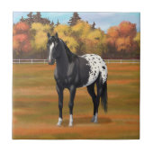 Mooie zwarte Appaloosa Quarter Horse Stallion Tegeltje (Voorkant)