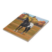 Mooie zwarte Appaloosa Quarter Horse Stallion Tegeltje (Zijkant)