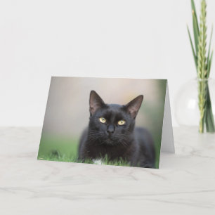 Mooie zwarte Cat Note Kaart
