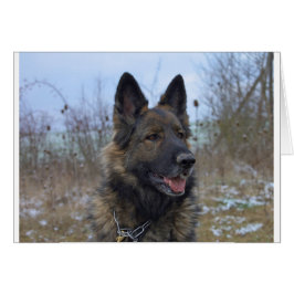 mooie zwarte en beige Duitse schaapjespuppy