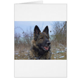 mooie zwarte en beige Duitse schaapjespuppy