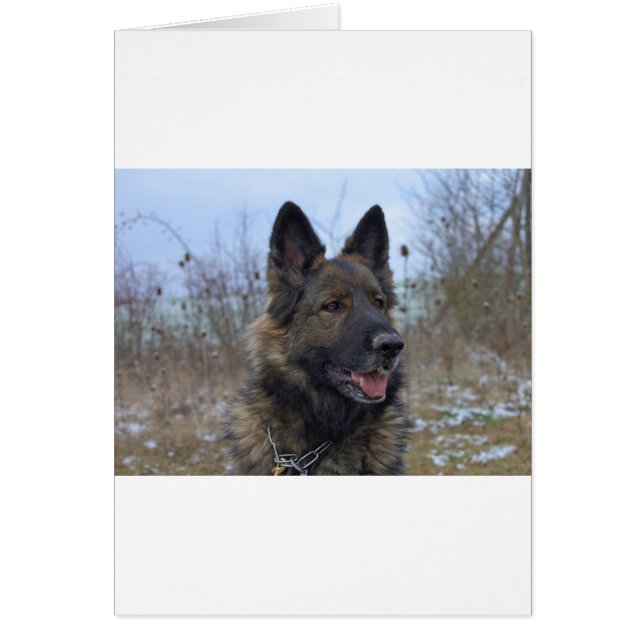 mooie zwarte en beige Duitse schaapjespuppy (Voorkant)