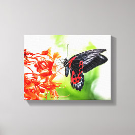 Mooie zwarte en rode vlinderinsecten Natuur Canvas Afdruk