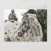 Mooie zwarte en witte Appaloosa-paarden Briefkaart (Voorkant)