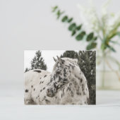 Mooie zwarte en witte Appaloosa-paarden Briefkaart (Staand voorkant)