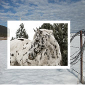 Mooie zwarte en witte Appaloosa-paarden Briefkaart