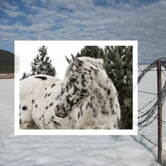Mooie zwarte en witte Appaloosa-paarden Briefkaart
