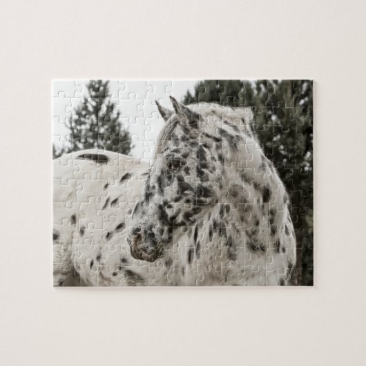Mooie zwarte en witte Appaloosa-paarden Legpuzzel (Horizontaal)