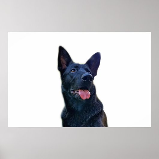 Mooie zwarte herder poster (Voorkant)