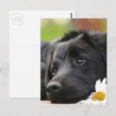 Mooie zwarte hond en slaagdesign briefkaart (Voorkant / Achterkant)