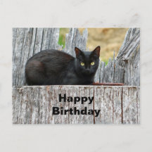 Mooie Zwarte Kat op Houtblok Foto Verjaardag