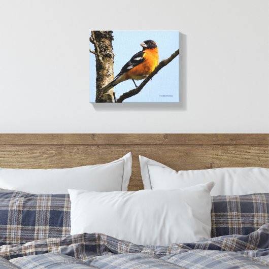 Mooie zwarte keiharde rosbeak in een boom canvas afdruk (Insitu (Slaapkamer))