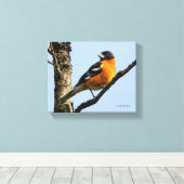 Mooie zwarte keiharde rosbeak in een boom canvas afdruk (Insitu (Houten vloer))
