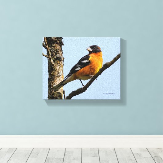 Mooie zwarte keiharde rosbeak in een boom canvas afdruk (Insitu (Houten vloer))