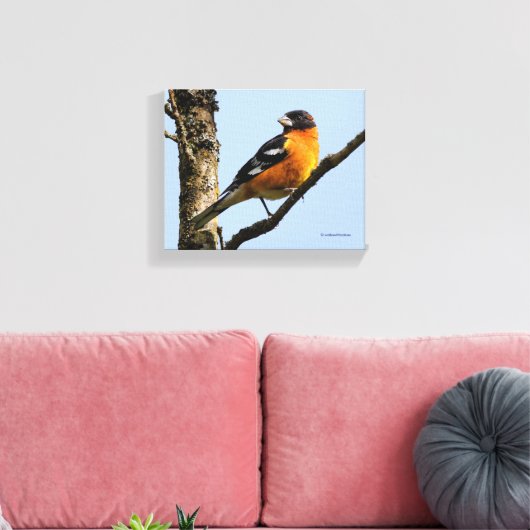 Mooie zwarte keiharde rosbeak in een boom canvas afdruk (Insitu (Woonkamer))