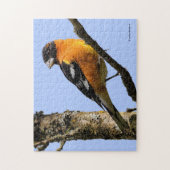 Mooie zwarte keiharde rosbeak in een boom legpuzzel (Verticaal)