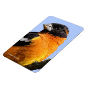 Mooie zwarte keiharde rosbeak in een boom magneet (Linkerzijde)