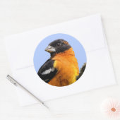 Mooie zwarte keiharde rosbeak in een boom ronde sticker (Envelop)