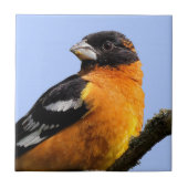 Mooie zwarte keiharde rosbeak in een boom tegeltje (Voorkant)