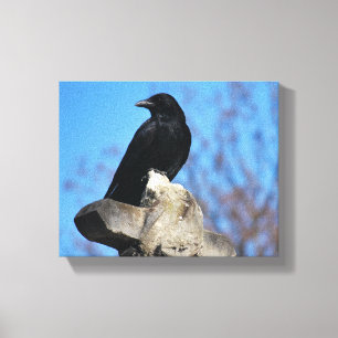 Mooie Zwarte Kraai Canvas Afdruk