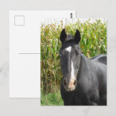 Mooie zwarte merrie voor maïsveld briefkaart (Voorkant / Achterkant)