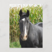 Mooie zwarte merrie voor maïsveld briefkaart (Voorkant)