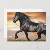 Mooie zwarte paard briefkaart (Voorkant / Achterkant)