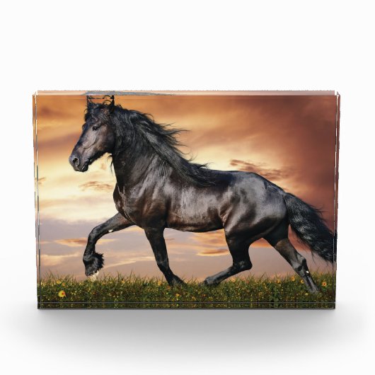 Mooie zwarte paard fotoblokken (Voorkant)