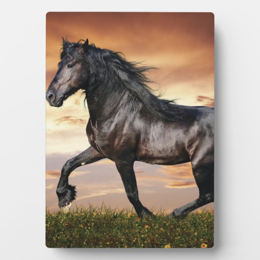 Mooie zwarte paard fotoplaat (voorkant)