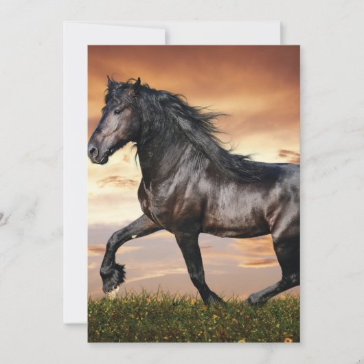 Mooie zwarte paard kaart (Voorkant)