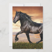 Mooie zwarte paard kaart (Achterkant)