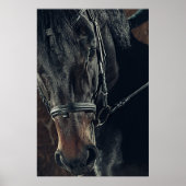 Mooie zwarte paard poster (Voorkant)